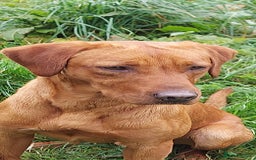 Labrador Retriever dogs for sale: KC REGISTERED YELLOW LABRADOR PUPPIES FOR SALE  - Image 8