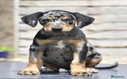 Mixed Breed dogs for sale: Unique hybrid dobermann puppies  - Image 1
