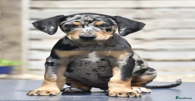 Mixed Breed dogs - Advert 2