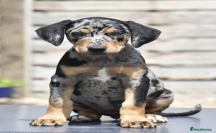 Mixed Breed dogs - Advert 2