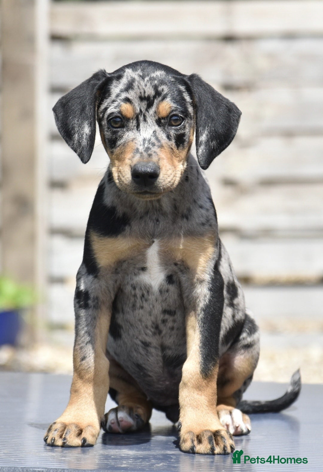 Mixed Breed dogs for sale: Unique hybrid dobermann puppies  - Image 1