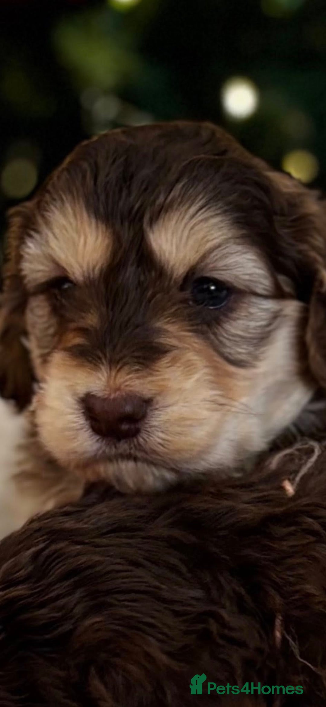 Cockapoo dogs for sale: F1 Chocolate and Tan Girl 5 star full health tests - Advert 3