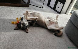 Mixed Breed dogs for sale: Remus the Huskador - Image 2