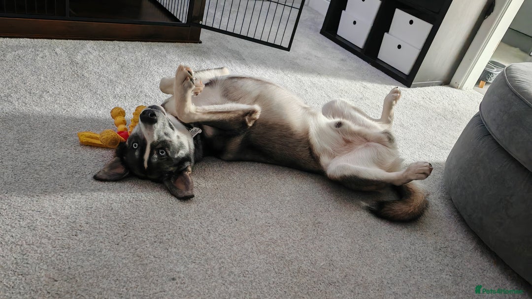 Mixed Breed dogs for sale: Remus the Huskador - Image 2