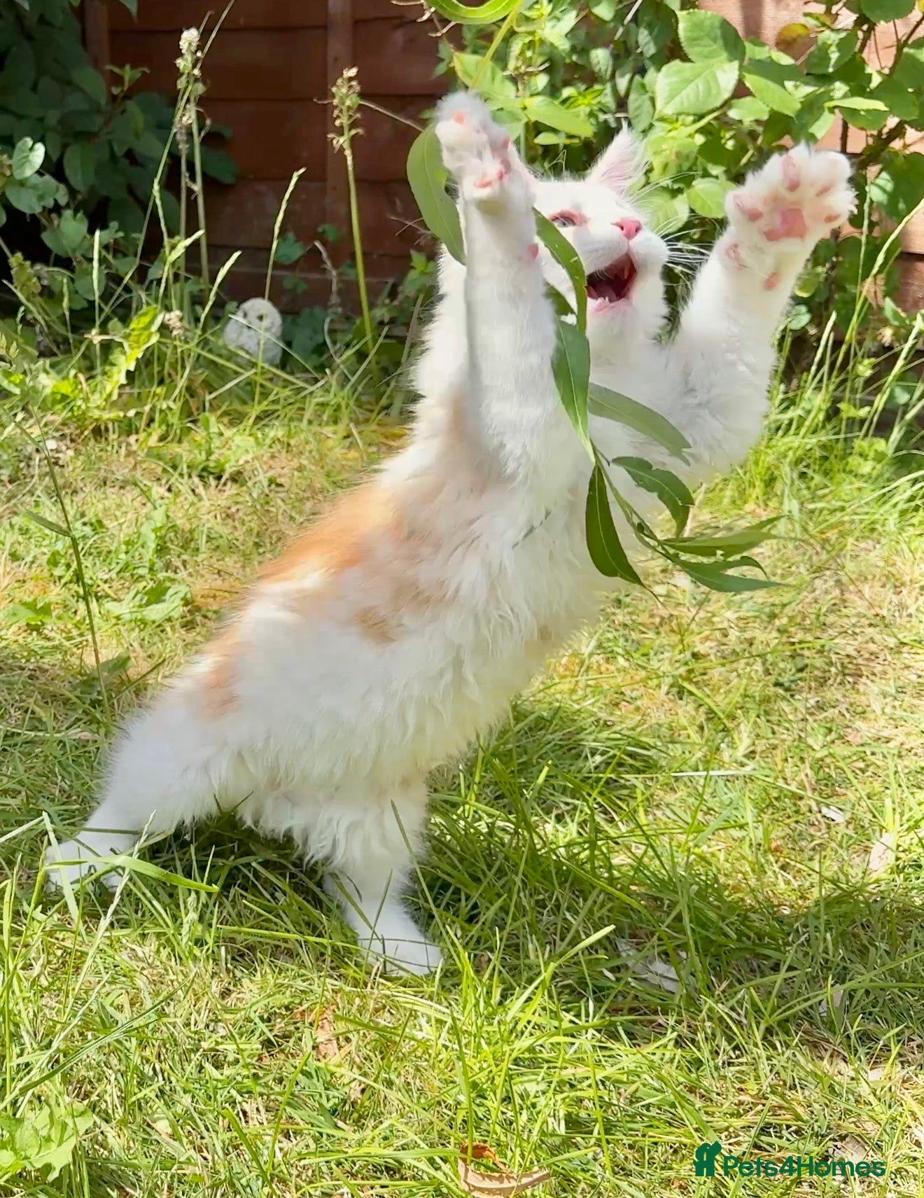 Maine Coon cats for sale: Male Maine Coon Pedigree Kitten. GCCF. Red Smoke - Advert 6