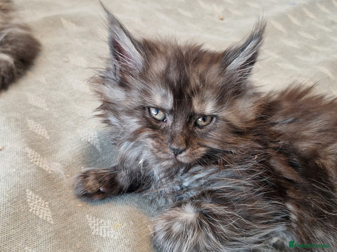 Maine Coon cats for sale: Stunning maine coon kittens - Image 7