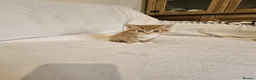 Bengal cats for sale: Bengal Kittens - Advert 3