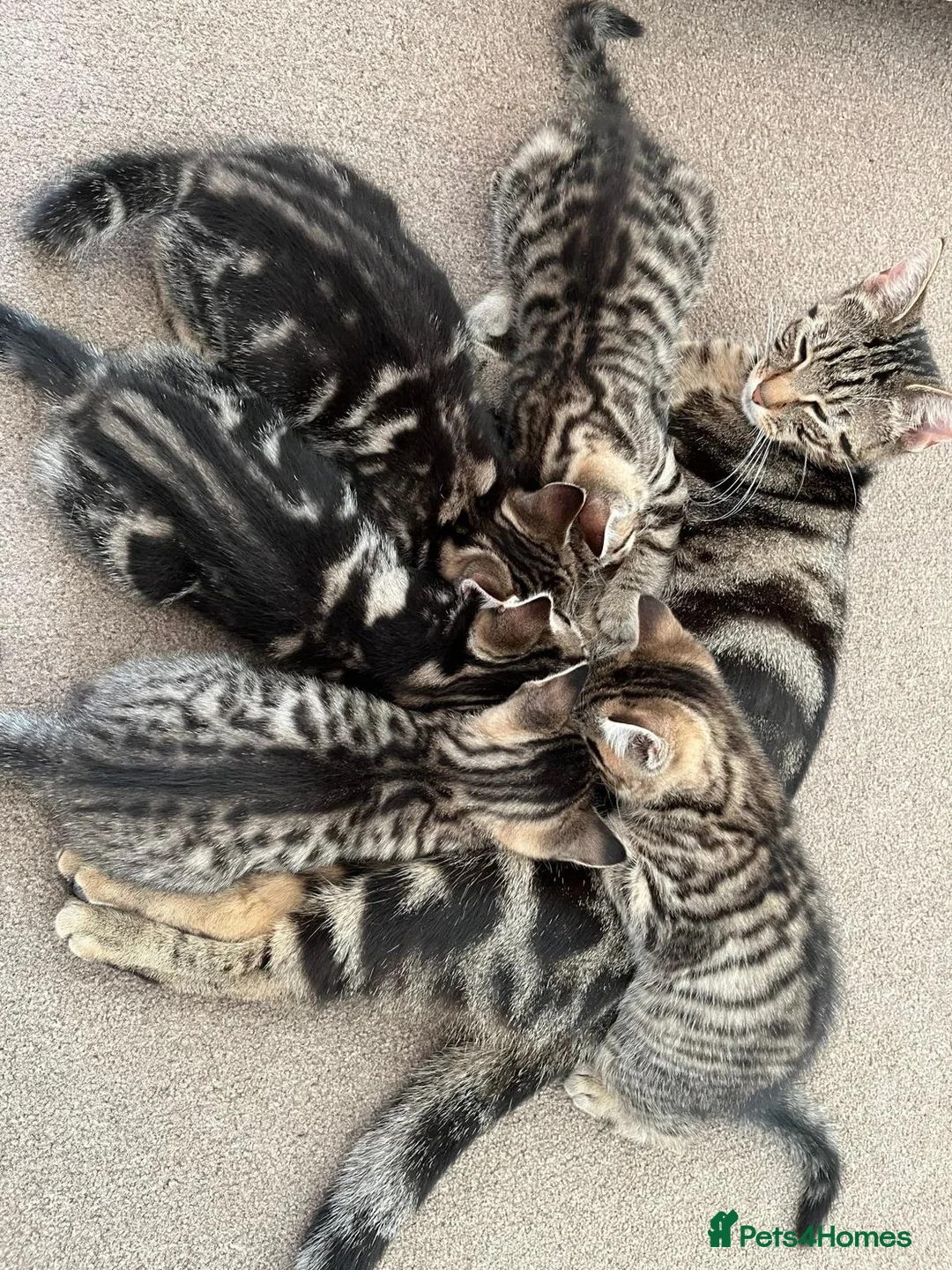Domestic Shorthair cats for sale: Kittens ready for loving homes - Brighton  - Advert 1