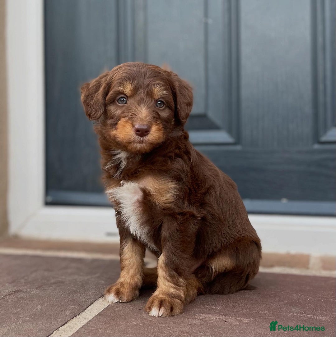 Bordoodle dogs for sale: OUTSTANDING *TRI COLOUR* MINIATURE BORDOODLES - Image 6