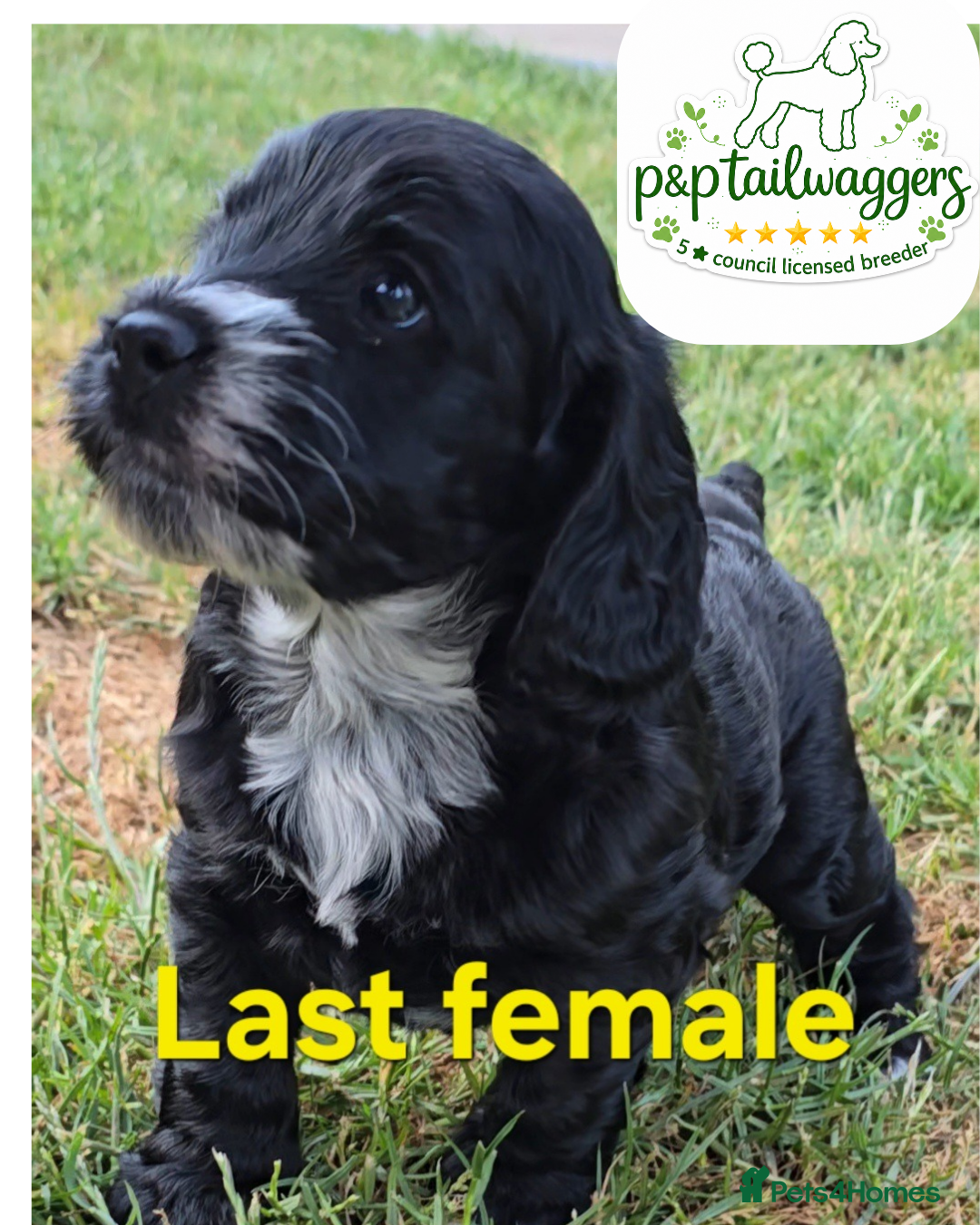 Cockapoo dogs Last female F1 show Cockapoo 5⭐️council licensed  - Advert 8
