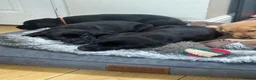 Labrador Retriever dogs for sale: Black & Fox Red KC Labrador Puppies - Advert 8