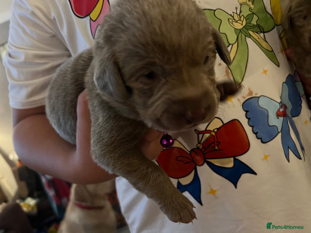 Labrador Retriever dogs for sale: Kc dna clear silver Labrador pups  - Advert 21