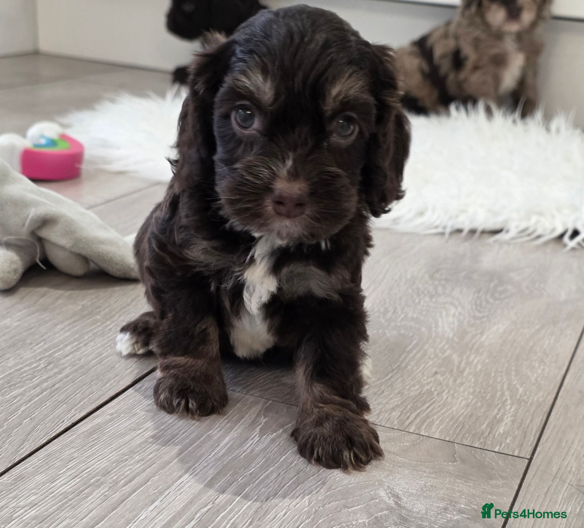 Cockapoo dogs Stunning extensively health tested cockapoos  - Advert 1