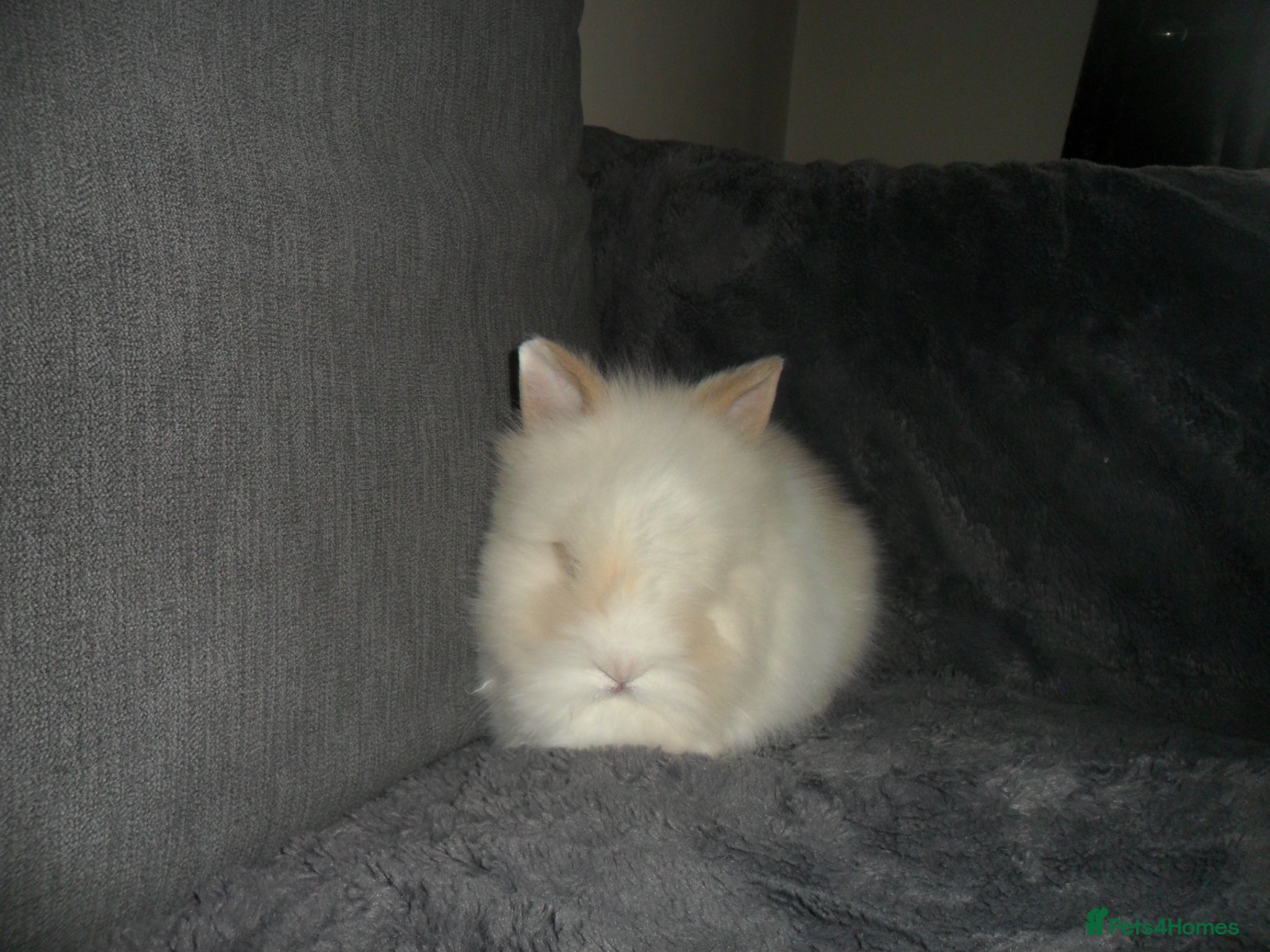 Lionhead rabbits BEAUTIFUL BABY DOUBLE MANE LIONHEAD RABBIT MALE - Advert 1