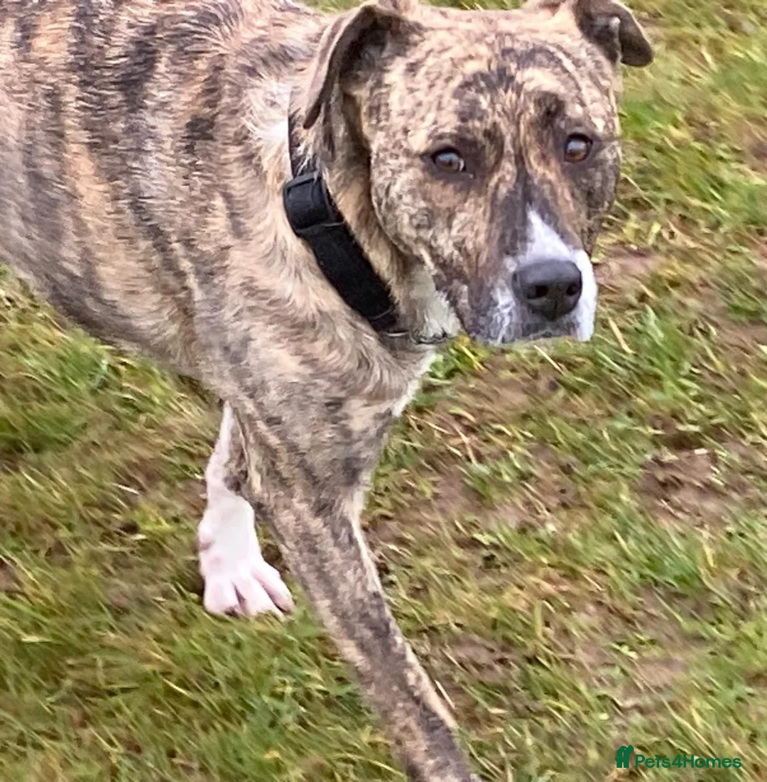 Mixed Breed dogs for adoption: Dilly  - Advert 2