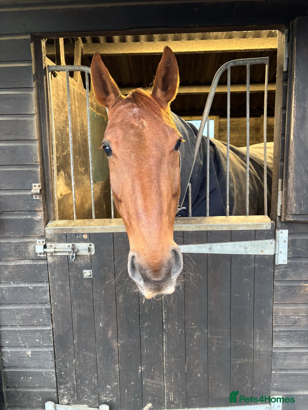 English Warmblood horses for sale: Striking dressage school mistress - Advert 3