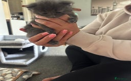 Maine Coon cats for sale: Kittens  - Image 26