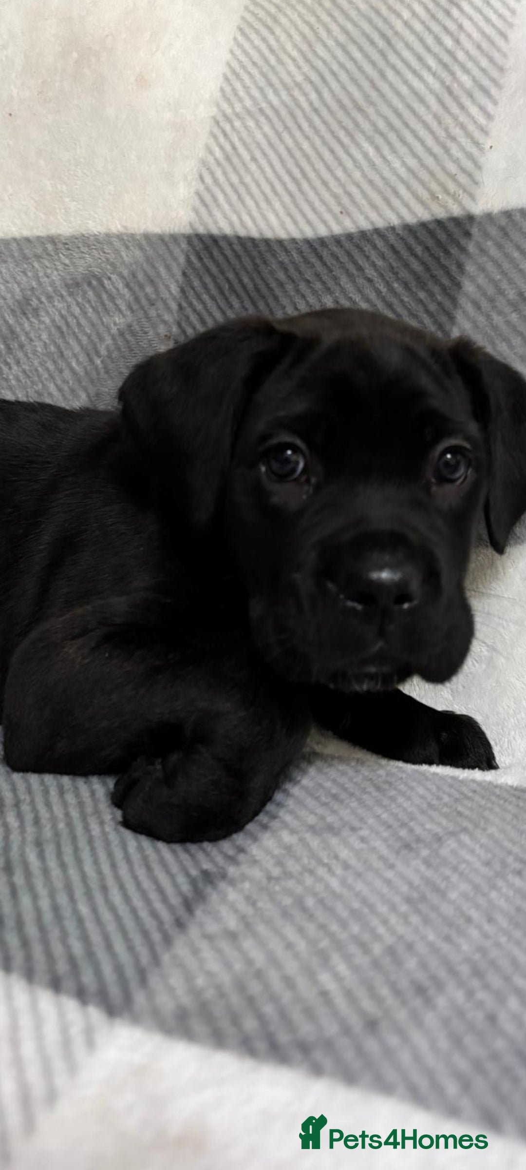 Cane Corso dogs for sale: ONE & ONLY UK LITTER DEL DYRIUM BLOOD LINES  🖤  - Advert 33