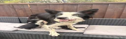 Border Collie dogs for sale: Gorgeous tri-coloured+black+white collie puppies  - Advert 3