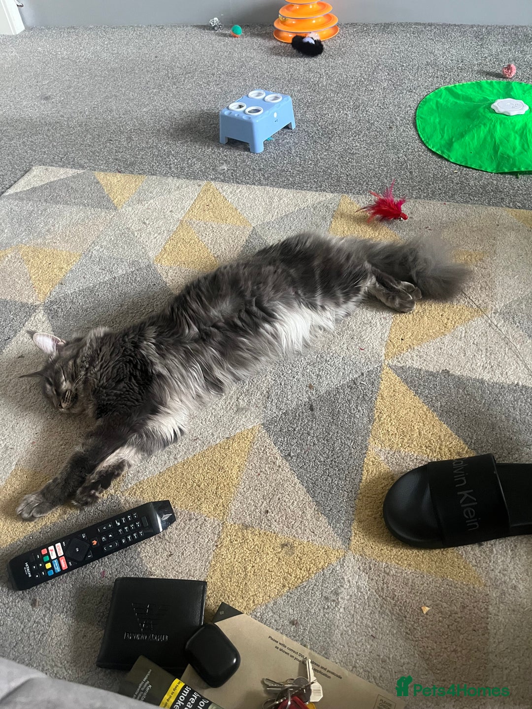 Maine Coon cats for sale: Maine coon X Ragdoll mix breed - Advert 1