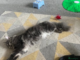 Maine Coon cats Maine coon X Ragdoll mix breed - Advert 9