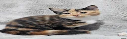 Mixed Breed cats for sale: Stunning kittens READY NOW - Advert 7