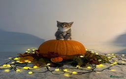 Domestic Shorthair cats for sale:  Adorable Kittens Looking for Their Forever Homes - Image 6