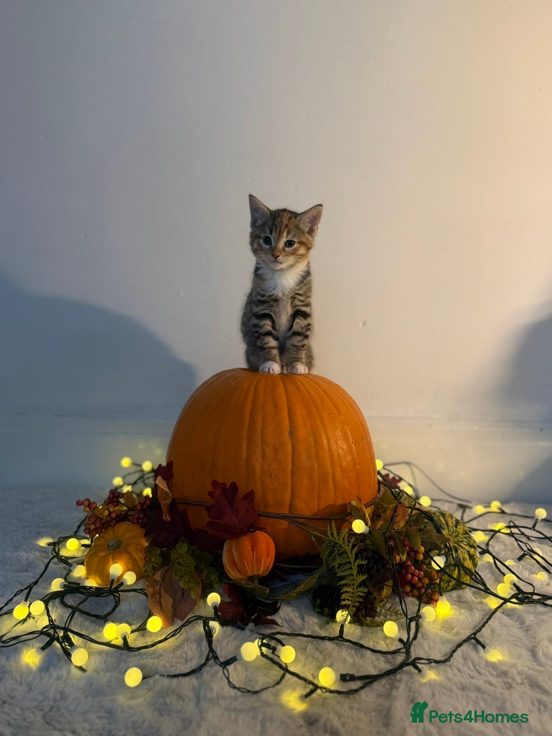 Domestic Shorthair cats for sale:  Adorable Kittens Looking for Their Forever Homes - Image 6