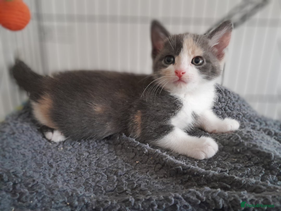 Mixed Breed cats for sale: Beautifully marked kittens  - Image 6