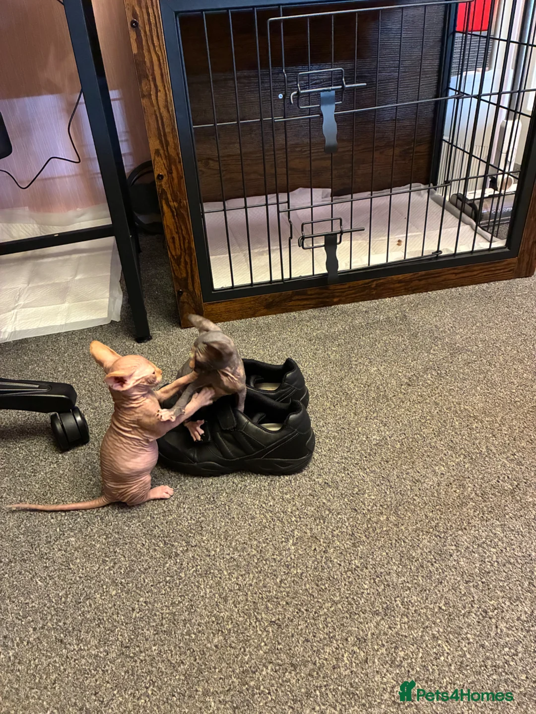 Sphynx cats for sale: One last remaining kitten ready to go asap - Advert 2