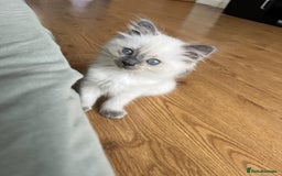 Ragdoll cats for sale: 7 Adorable Ragdoll Kittens Ready for Loving Homes - Advert 10