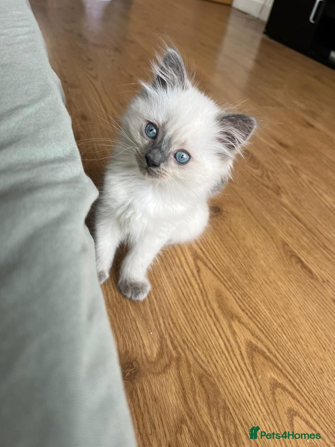 Ragdoll cats for sale: 7 Adorable Ragdoll Kittens Ready for Loving Homes - Advert 10