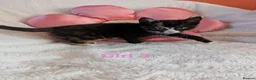 Mixed Breed cats for sale: Beautiful fluffy kittens for sale  - Advert 21