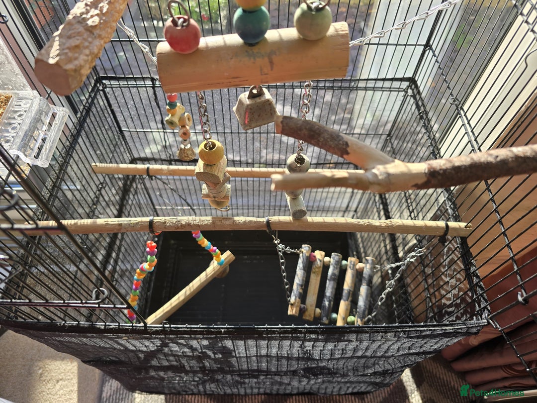 Budgerigars birds for sale: Budgie & Cage Set - Advert 7