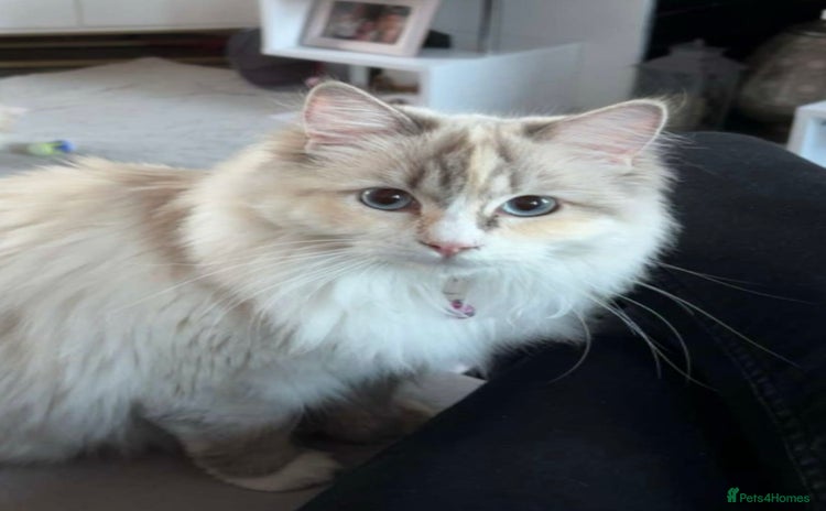 Ragdoll cats - Advert 10