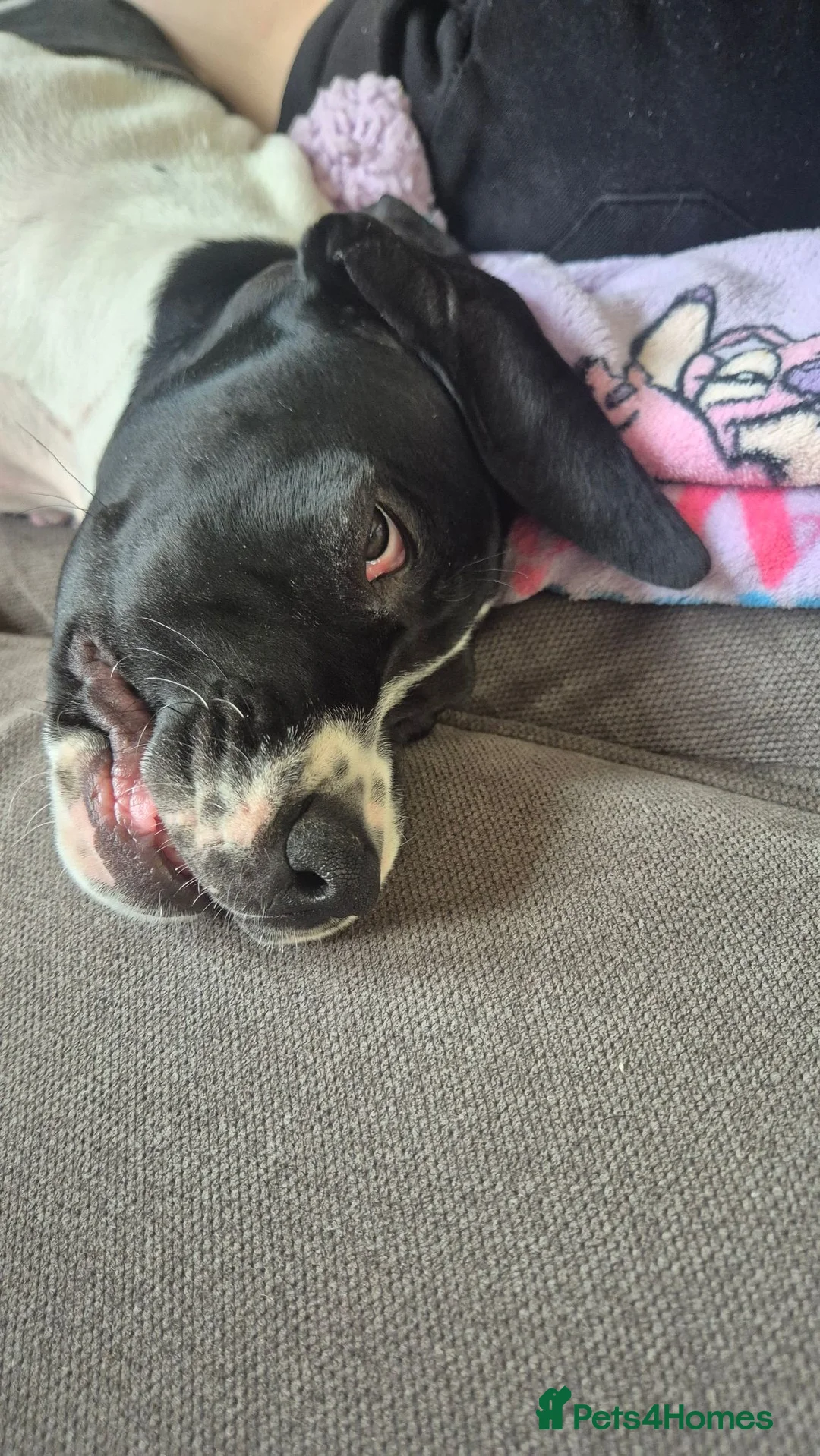 Pointer dogs for sale: English pointer  in Harlow - Advert 7