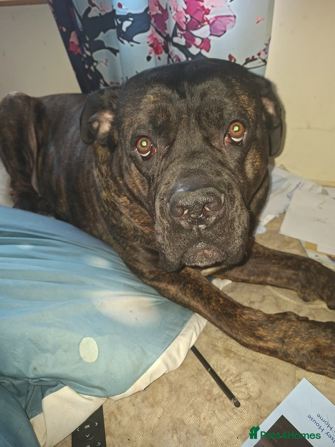 Cane Corso dogs for sale: Bruno - Advert 1
