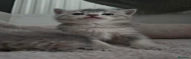 British Shorthair 2