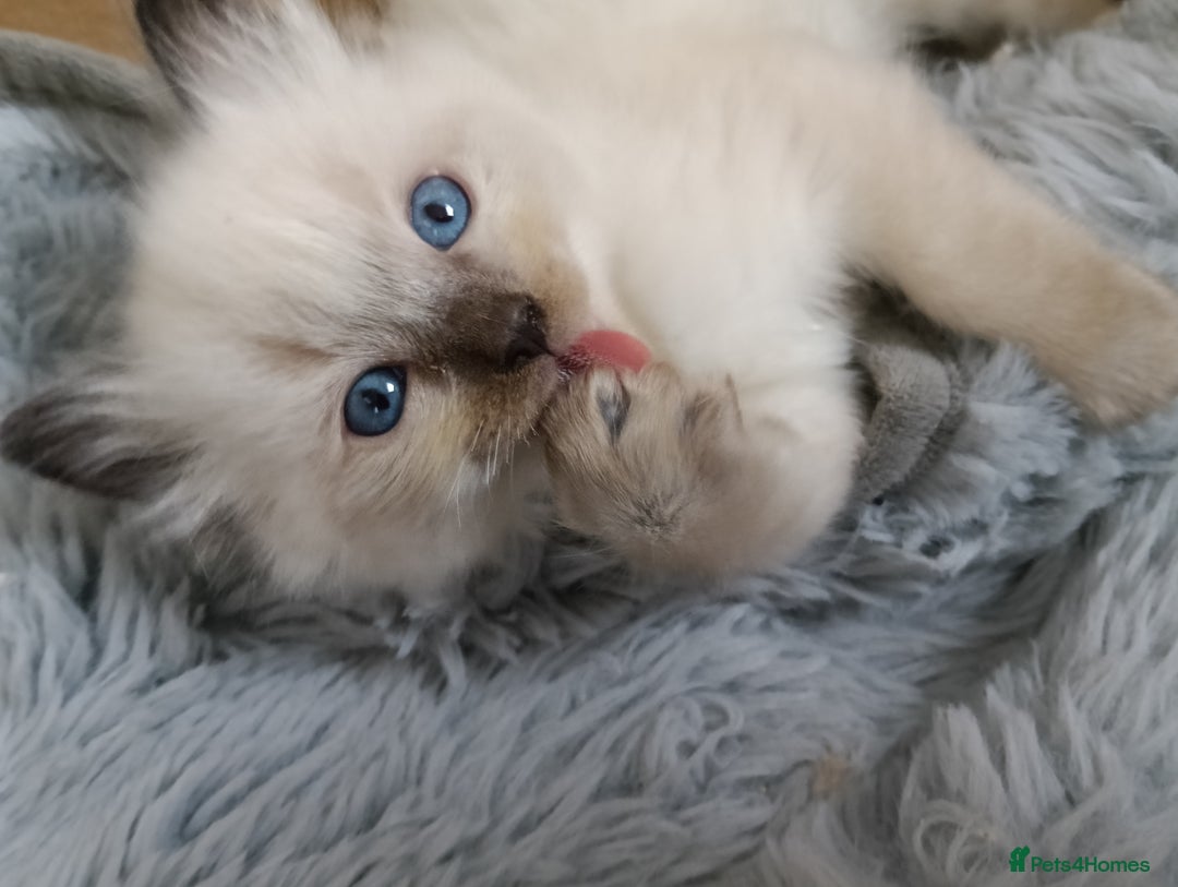 Ragdoll cats for sale: GCCF registered pedigree ragdoll kittens  - Advert 22