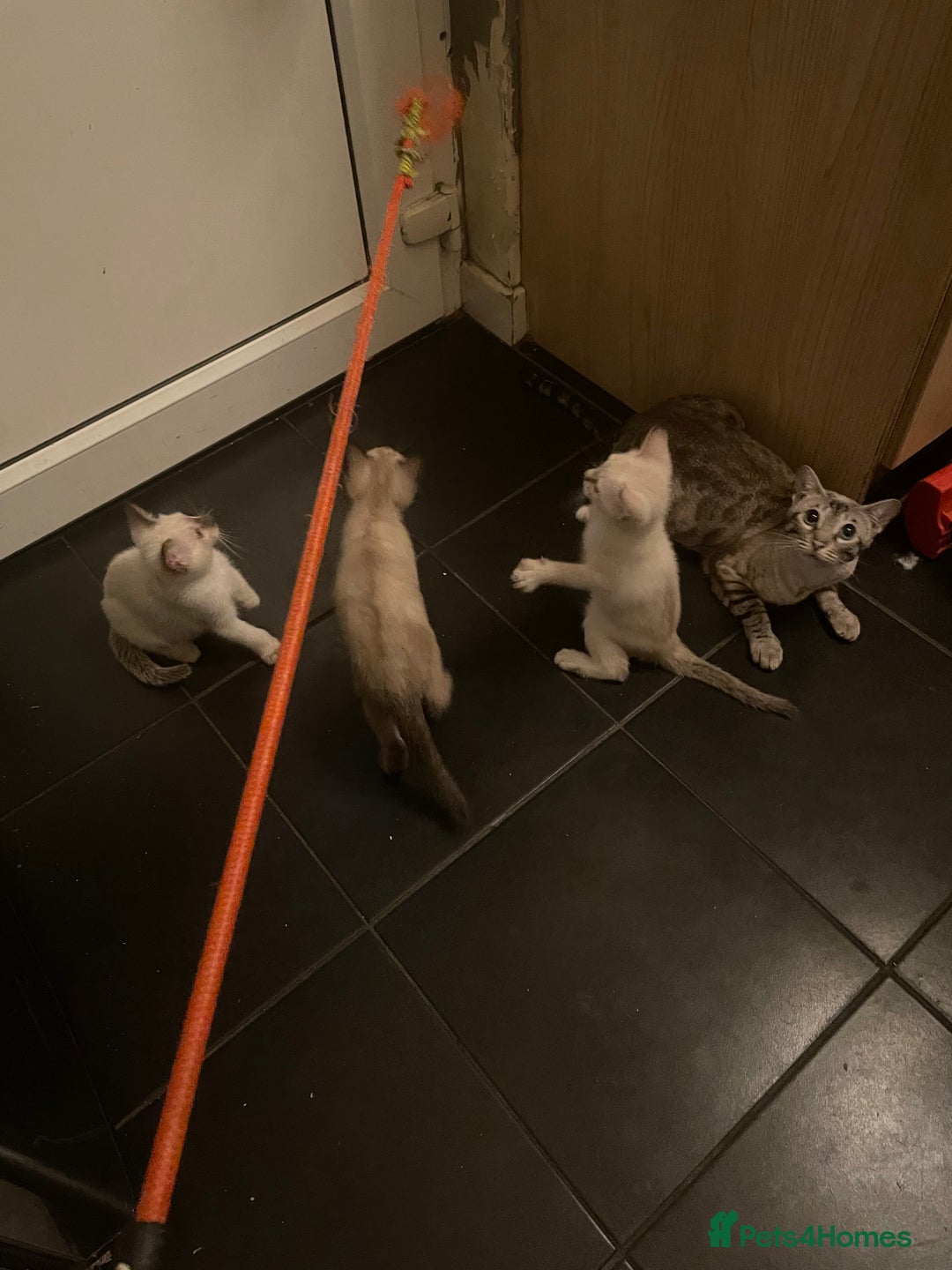 Bengal cats for sale: INTRODUCING 3 ❤️❤️❤️ BEAUTIFUL FELINES  - Image 20