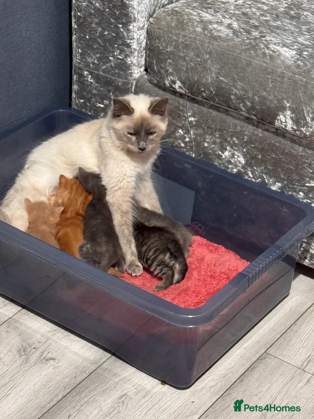 Mixed Breed cats for sale: Ragdoll cross mixed breed stunning kittens  - Advert 18