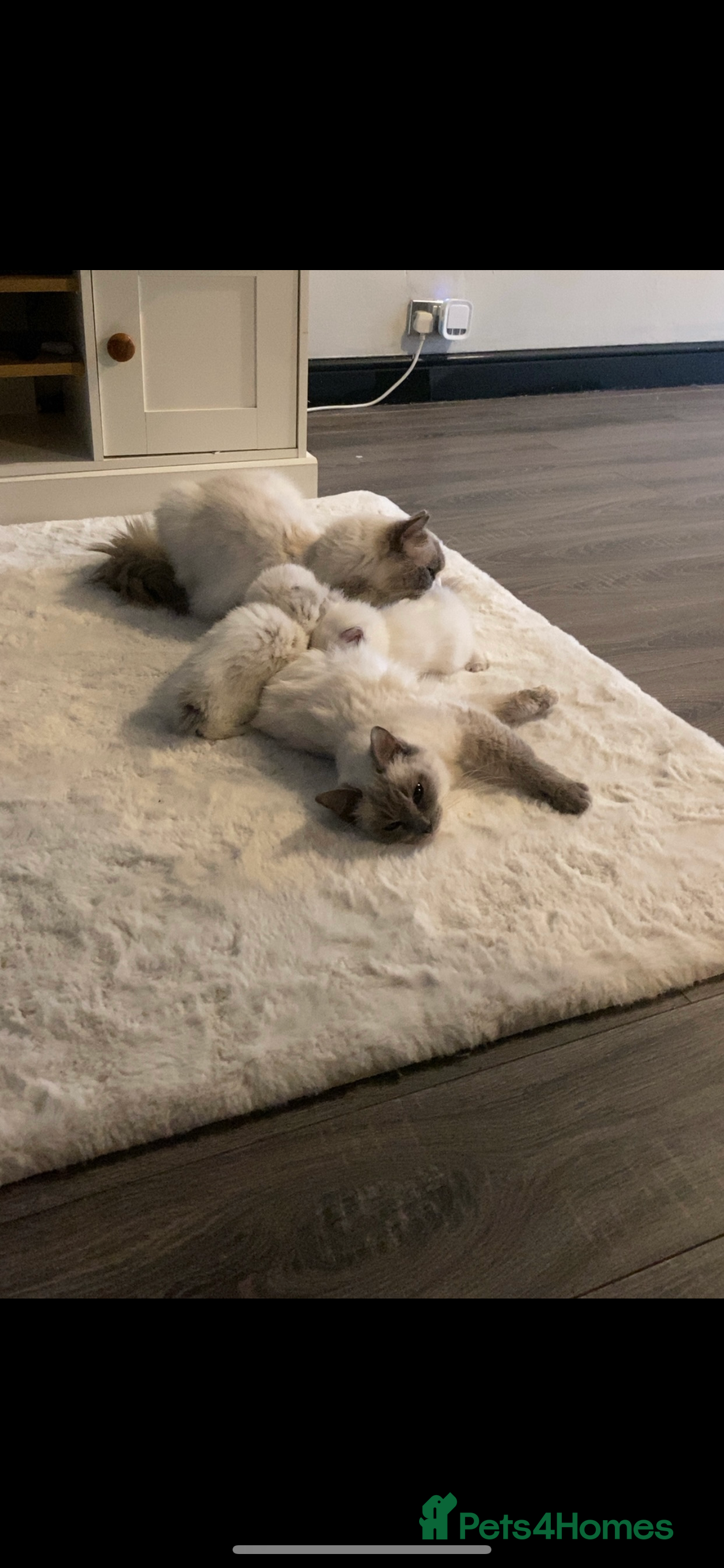 Ragdoll cats Rag doll kitten  - Advert 4