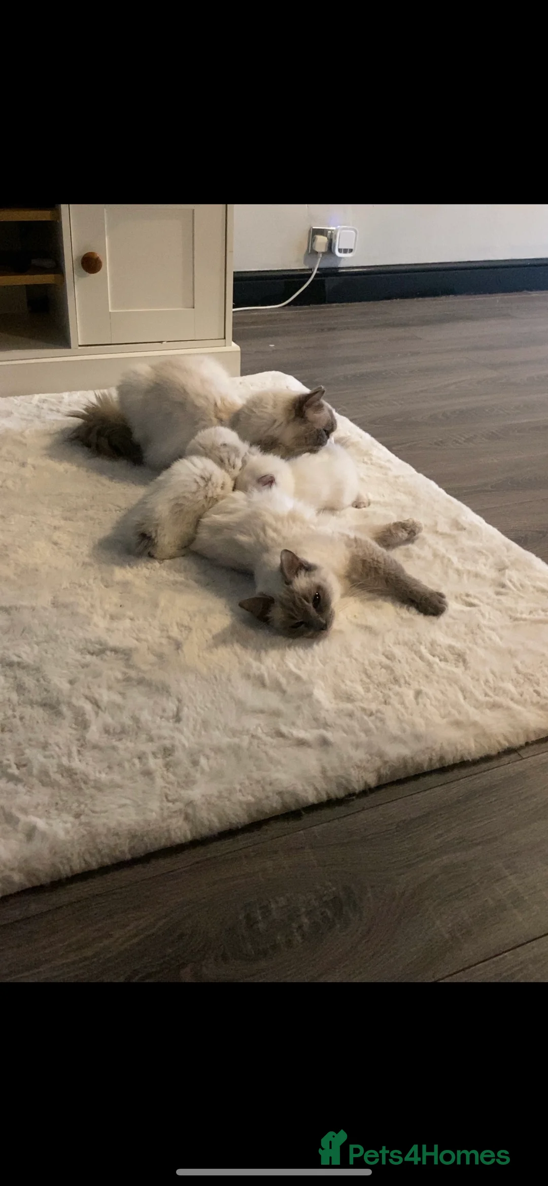 Ragdoll cats for sale: Rag doll kitten  - Advert 1