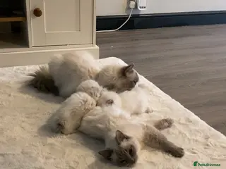 Ragdoll cats Rag doll kitten - Advert 1