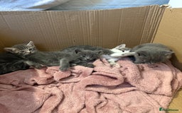 Mixed Breed cats for sale: Gorgeous kittens ready soon - 2 boys, 2 girls - Image 7