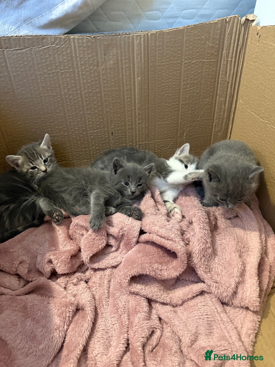 Mixed Breed cats for sale: Gorgeous kittens ready soon - 2 boys, 2 girls - Image 7