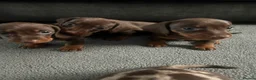 Miniature Dachshund dogs for sale: miniature dashhounds kc registered  - Advert 30