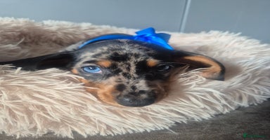 Miniature Dachshund dogs - Advert 8