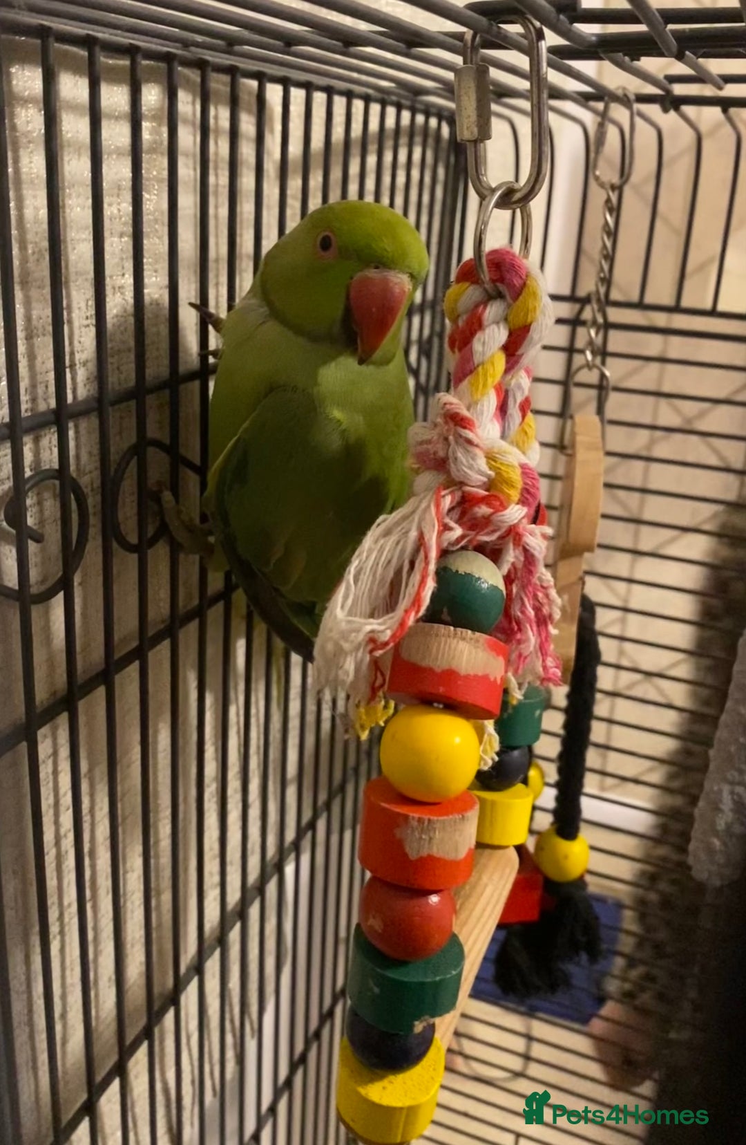 Ringnecks birds for sale: Ronnie - Image 2