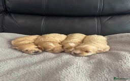 Maltipoo dogs for sale: Stunning litter of tiny maltipoos - Image 5